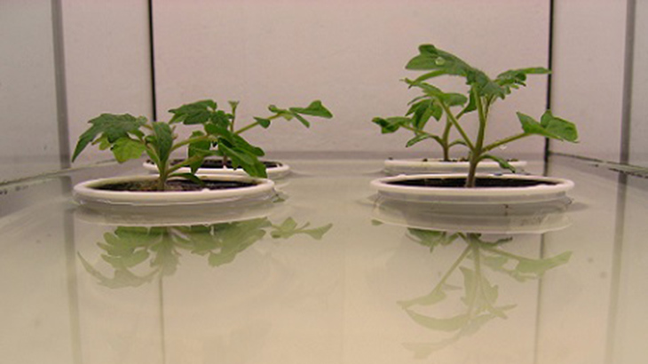 Estudian la adaptación de plantas de tomate en caso de anegamiento