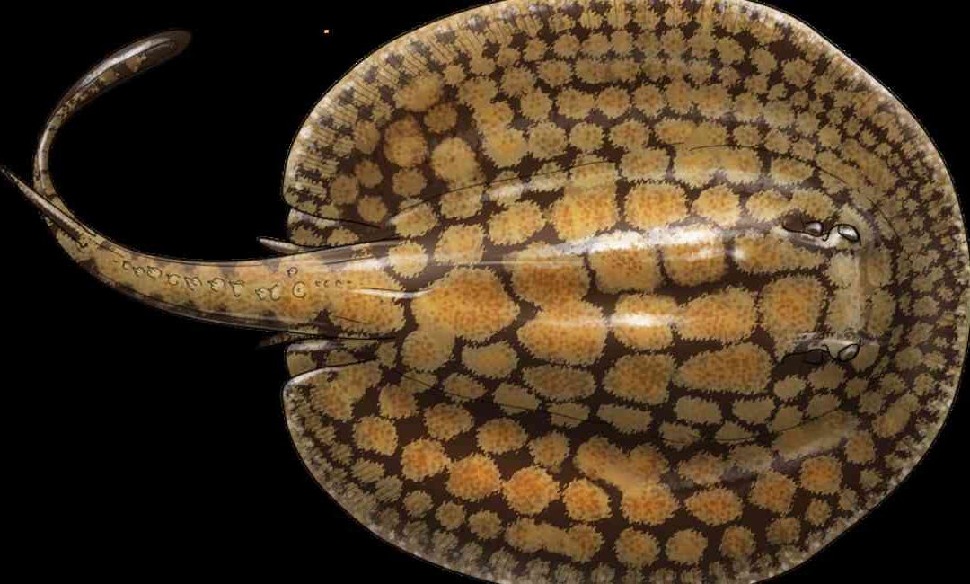 Rayas, amenazadas por pesca excesiva en Colombia