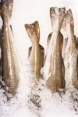 Oceana pide a la UE rebajar las capturas de bacalao