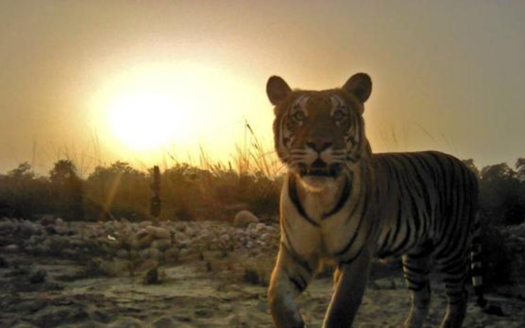 India aumenta su población de tigres
