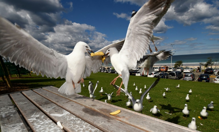 Las gaviotas australianas son portadoras de bacterias