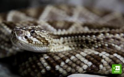 La serpiente de cascabel modifica su conducta por la crisis climática