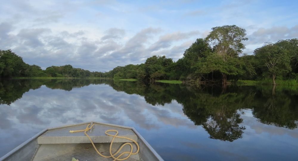 Bosques por pasto: el mal que destruye la Amazonía