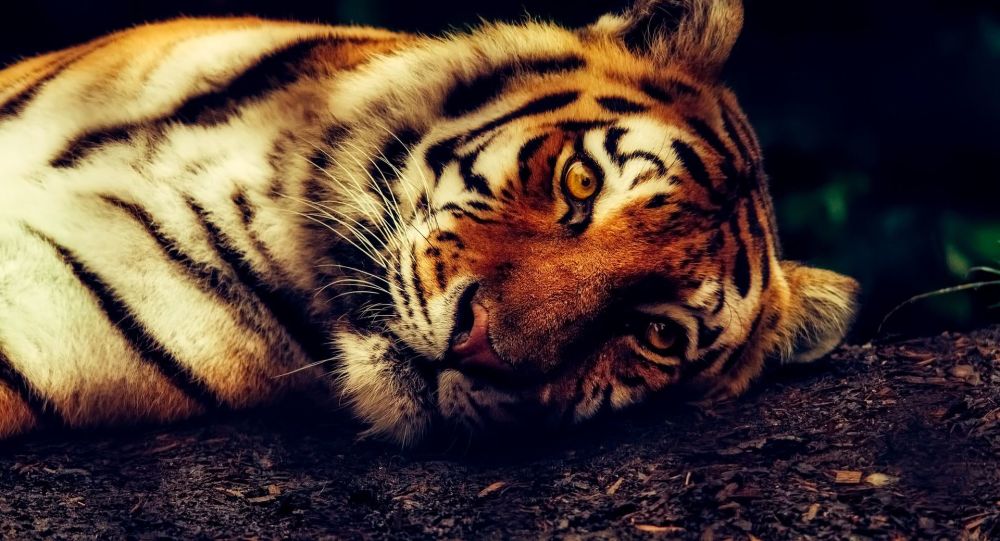 WWF propone a China crear un pasillo para los tigres