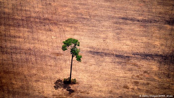 La deforestación arrasa la Amazonía brasileña en julio