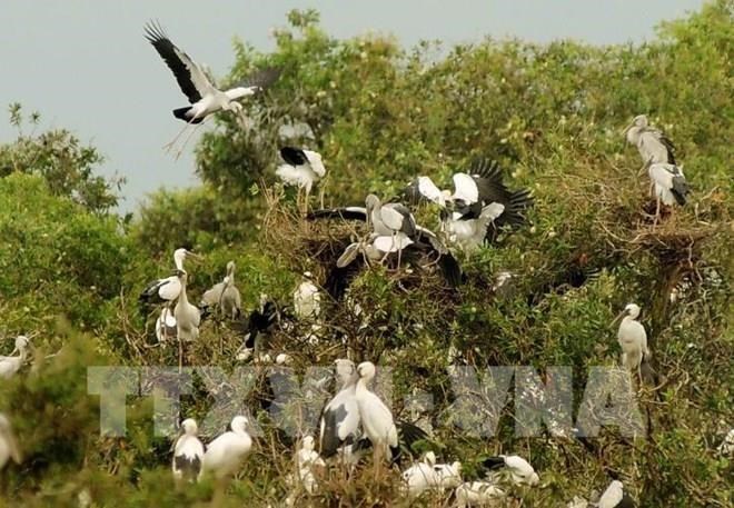 Lanzan proyecto de gestión forestal de humedales en Vietnam