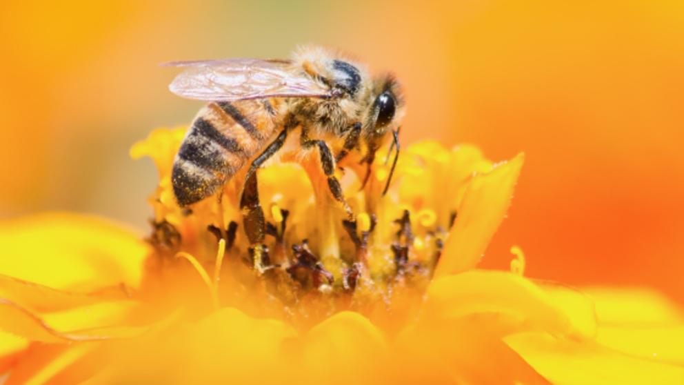 Nuevos insecticidas pueden matar a las abejas