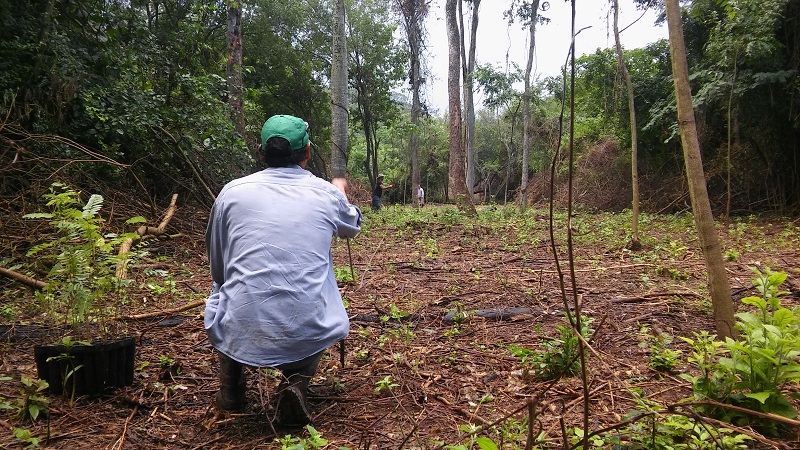 En Jujuy, restauran la selva pedemontana de la Yunga