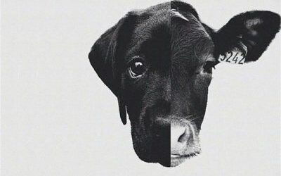 Día Internacional de los Derechos de los Animales – 10 de diciembre