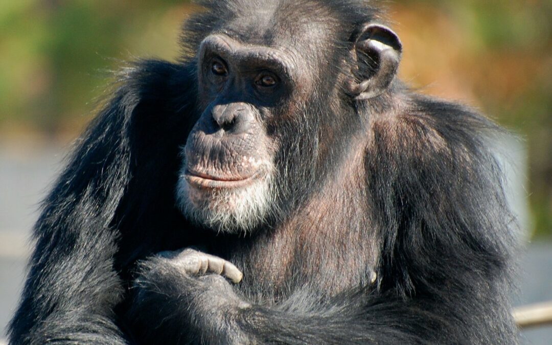 Los chimpancés se ayudan a curar heridas entre sí
