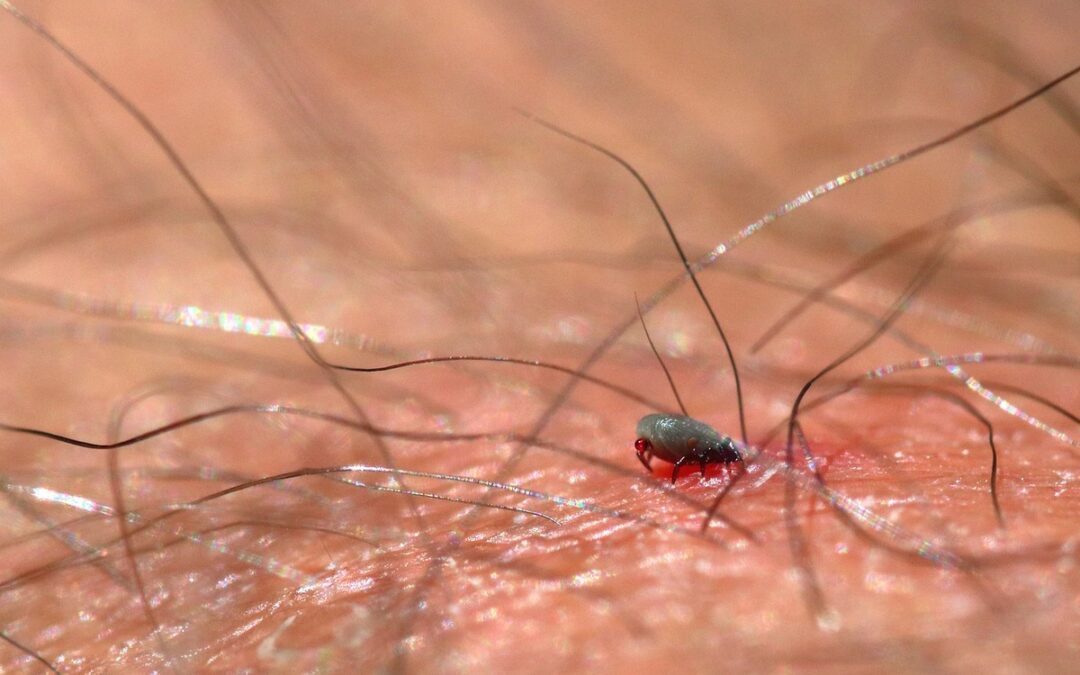 Garrapatas africanas sobreviven ocho años sin alimentarse