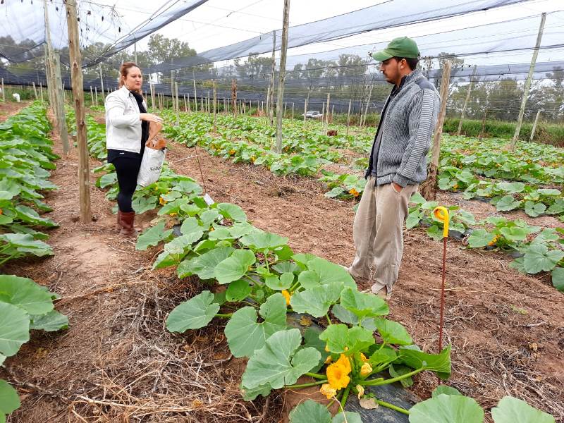 Estudian la aplicación de nanofertilizantes en cultivos de suelos marginales