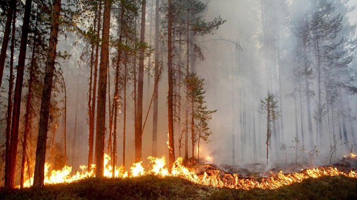 Sudamérica: Los incendios forestales generan las peores emisiones de carbono en 20 años