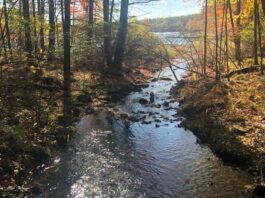 AstraZeneca plantará árboles en Ghana