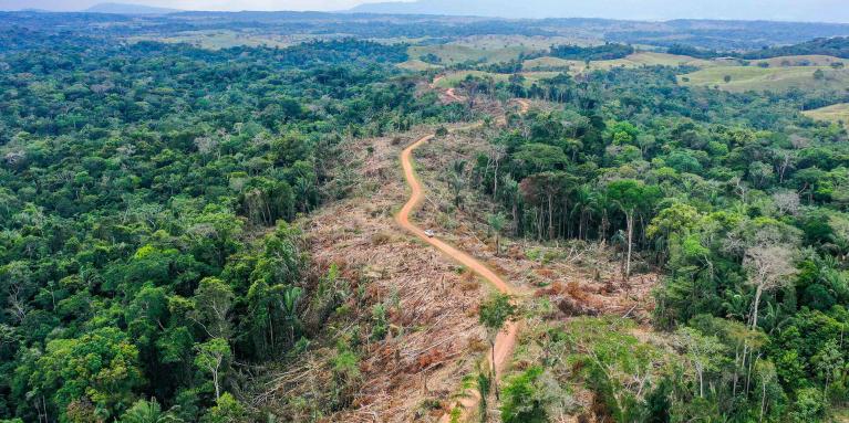 Europa: El consumo de soja contribuye a la deforestación