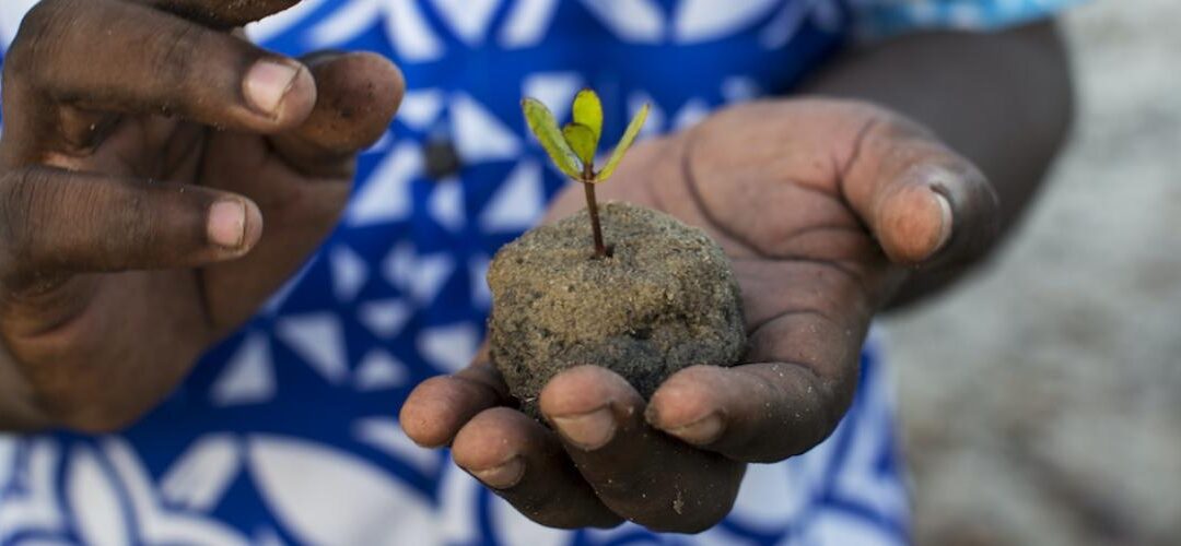 Día Internacional de los Bosques – 21 de marzo