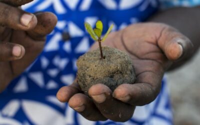 Día Internacional de los Bosques – 21 de marzo