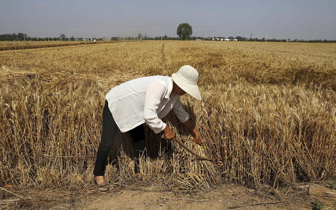 Reubicar cultivos haría retroceder 20 años las emisiones de carbono