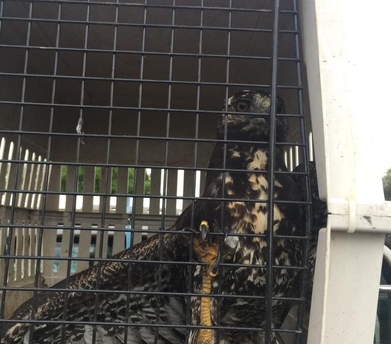 Corrientes: Ambiente asistió a un gavilán afectado por el humo de los incendios
