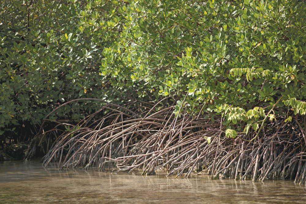 Panamá: Amenazas a los manglares ponen en riesgo a aves migratorias