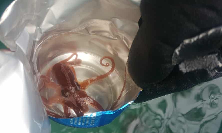 Hallan pulpos manipulando basura en el fondo del mar