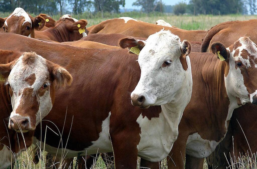Determinarán los impactos ambientales de la carne bovina