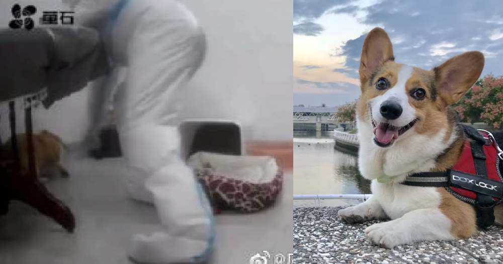 Asesinato de mascotas en China