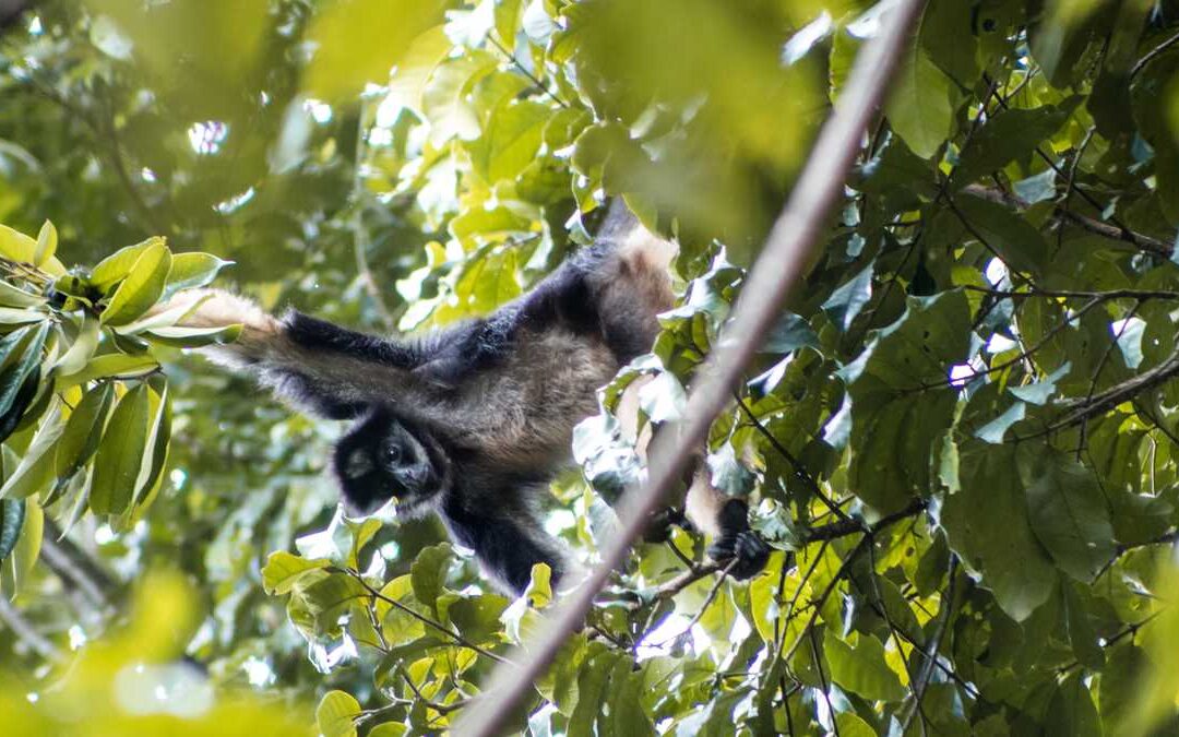 Disney lanzó iniciativa que promueve el cuidado del ambiente