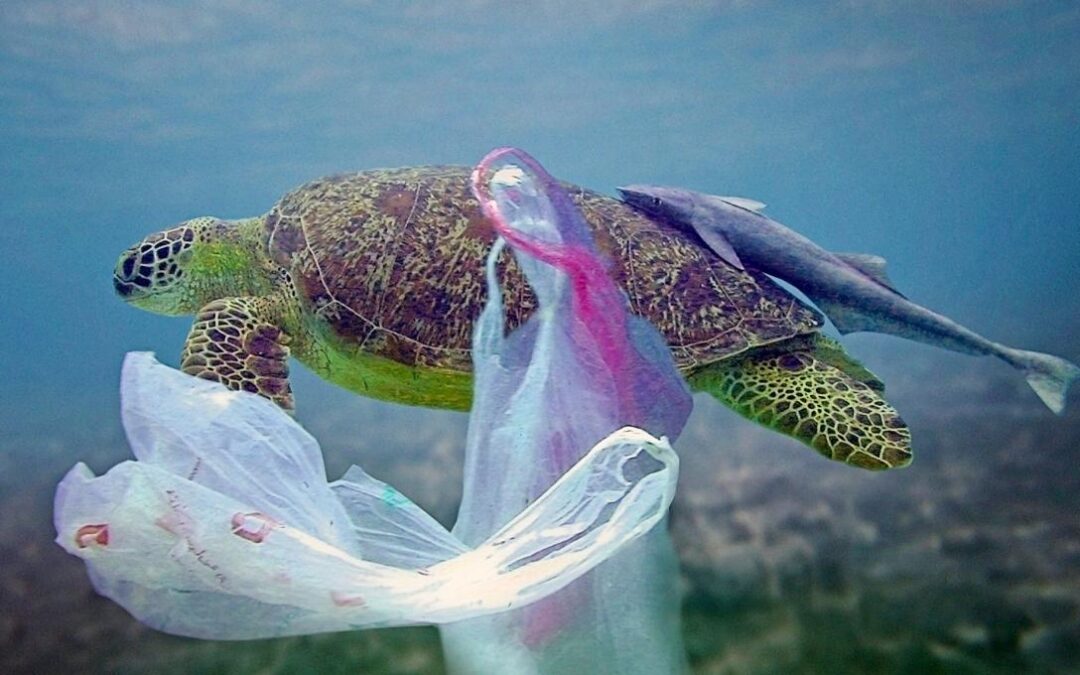 La presencia de plástico amenaza a los Polos