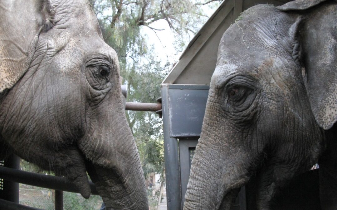 Pocha y Guillermina llegaron al santuario de Brasil