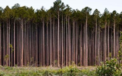 Australia: Informe sostiene que su ambiente es “pobre y está deteriorado”