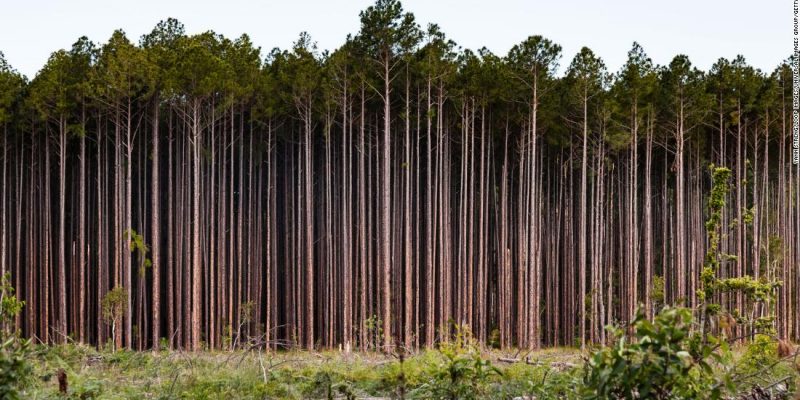 Australia: Informe sostiene que su ambiente es “pobre y está deteriorado”