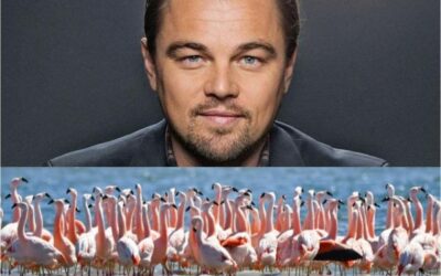 Leonardo DiCaprio celebró la creación de un parque nacional en Argentina