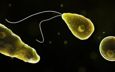 “Ameba comecerebros” ataca en una playa de Estados Unidos