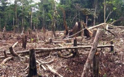 Misiones: Sancionan ley que crea el fuero penal ambiental