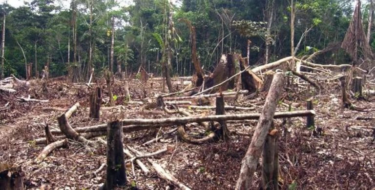 Misiones: Sancionan ley que crea el fuero penal ambiental