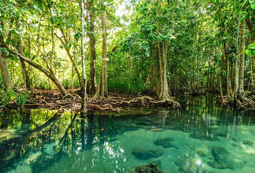 La Tierra perdió un tercio de los manglares que existían