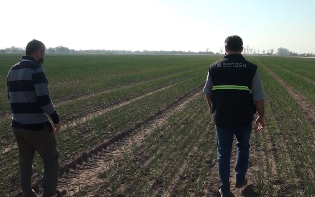 Santiago del Estero: Capacitación en buenas prácticas agrícolas para productores