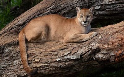 Día Internacional del Puma – 30 de agosto
