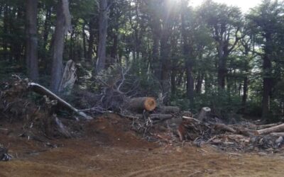 Chubut: Talaron bosque nativo para hacer una pista de esquí