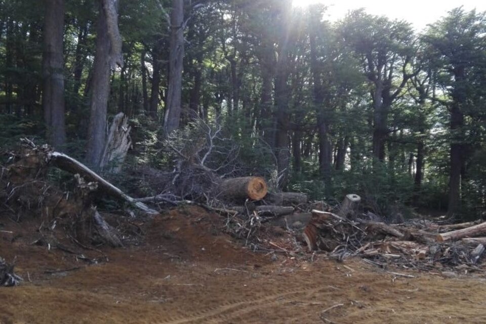 Chubut: Talaron bosque nativo para hacer una pista de esquí