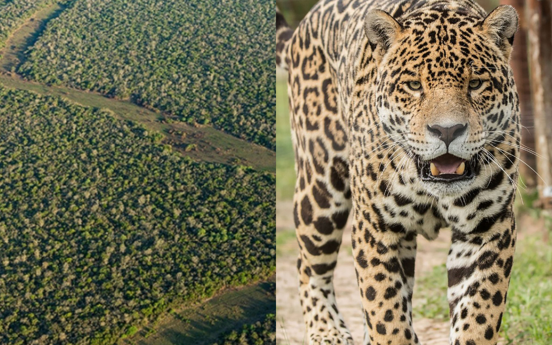 Nacieron yaguaretés en El Impenetrable chaqueño