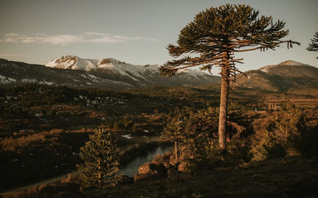 Más de 100 personas se unieron para restaurar el bosque Patagónico