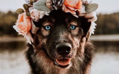 Día mundial del animal – 4 de octubre