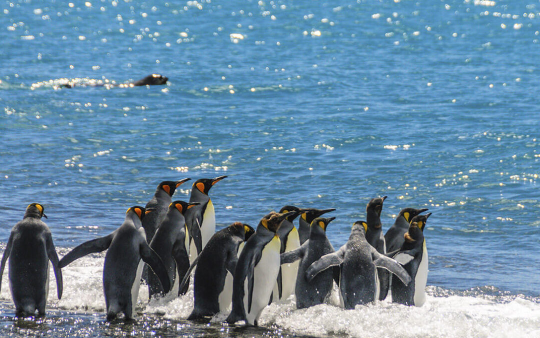 Argentina quiere consenso internacional para proteger la biodiversidad del Atlántico Sur