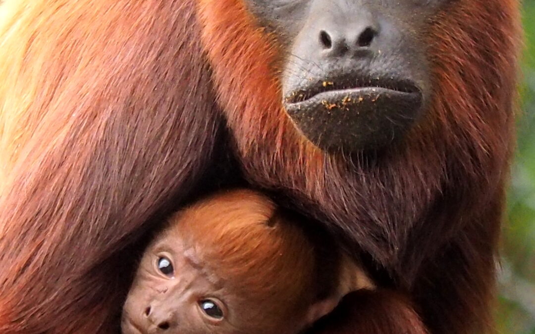Evalúan las áreas prioritarias de conservación de primates en Argentina