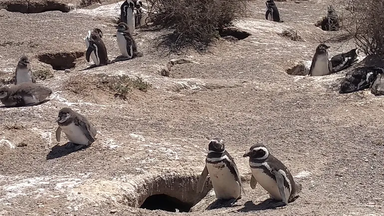 Imputan al responsable de haber pasado una topadora sobre nidos de pingüinos