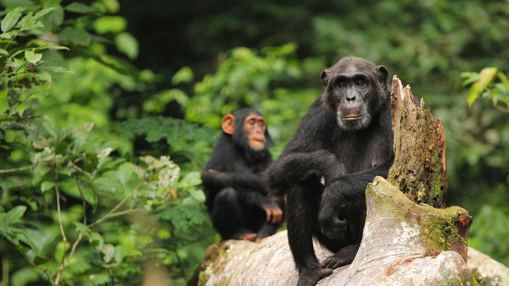 Los humanos podemos comprender los gestos de chimpancés y bonobos
