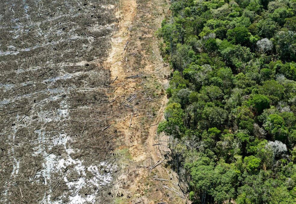 ¿Cuáles son los datos más recientes de deforestación en la amazonía?