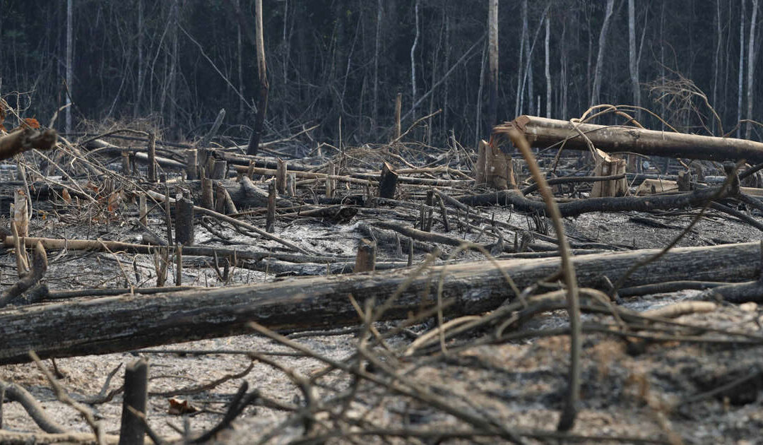 La deforestación arrasa al año una superficie superior al tamaño de Portugal